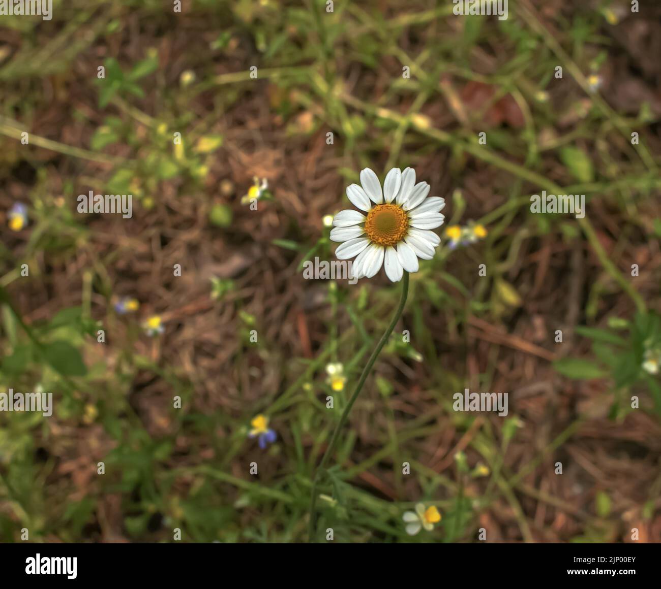 Kamillenblüten MATRICARIA RECUTITA L. Pharmazeutische Kamille. Heilpflanze Kamille, blühend. Stockfoto