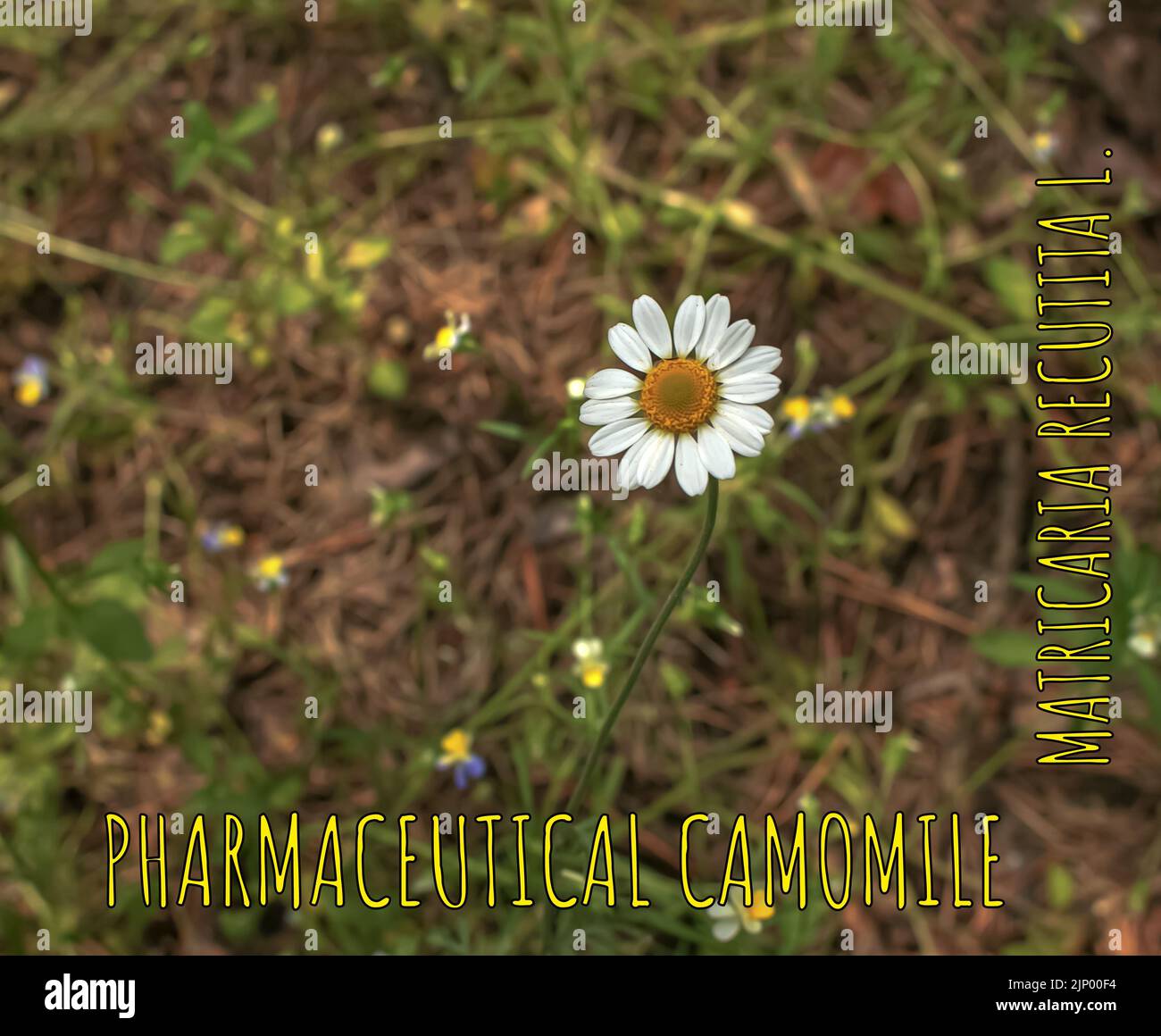 Kamillenblüten MATRICARIA RECUTITA L. Pharmazeutische Kamille. Heilpflanze Kamille, blühend. Stockfoto