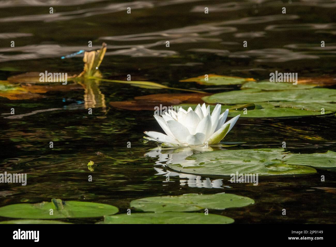 Issaquah, Washington, USA. Duftende Seerose, Nymphaea odorata, gilt in diesem Gebiet als ein giftiges Unkraut der Klasse C. Stockfoto