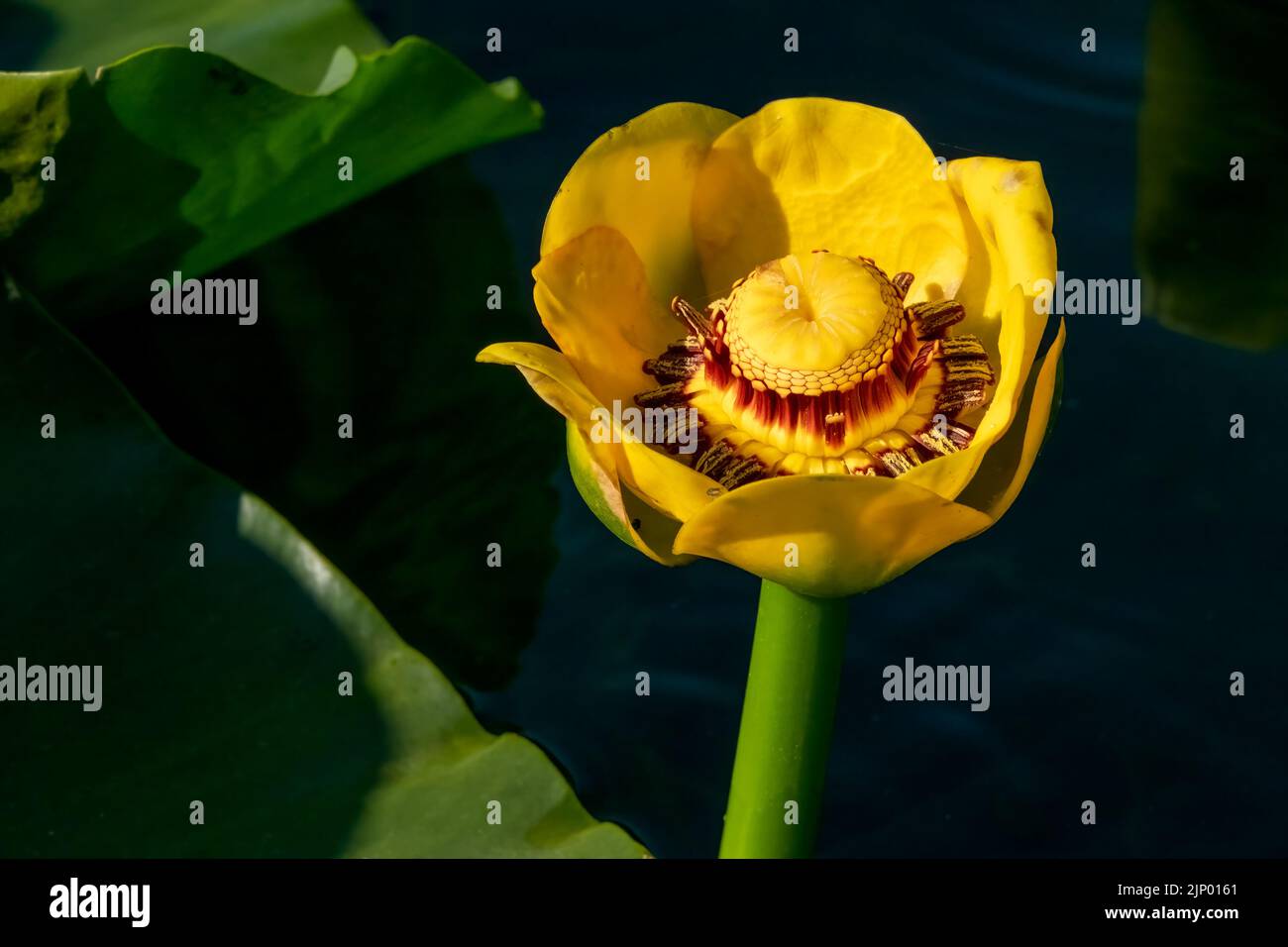 Issaquah, Washington, USA. Nahaufnahme einer großen gelben Teichlilie oder Wokas (Nuphar polysepala) Blume. Sie ist leicht an ihren großen Floati zu erkennen Stockfoto