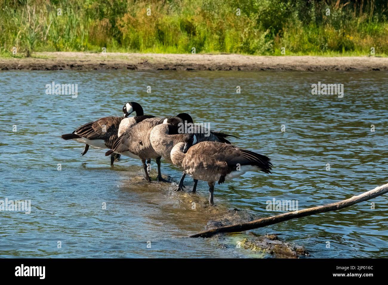 Issaquah, Washington, USA. Herde kanadischer Gänse, die auf einem untergetauchten Baumstamm in Lake Sammamish stehen, sich aufwärmen und/oder schlafen. Stockfoto Issaquah, Washington, USA. Herde kanadischer Gänse, die auf einem untergetauchten Baumstamm in Lake Sammamish stehen, sich aufwärmen und/oder schlafen. Stockfoto