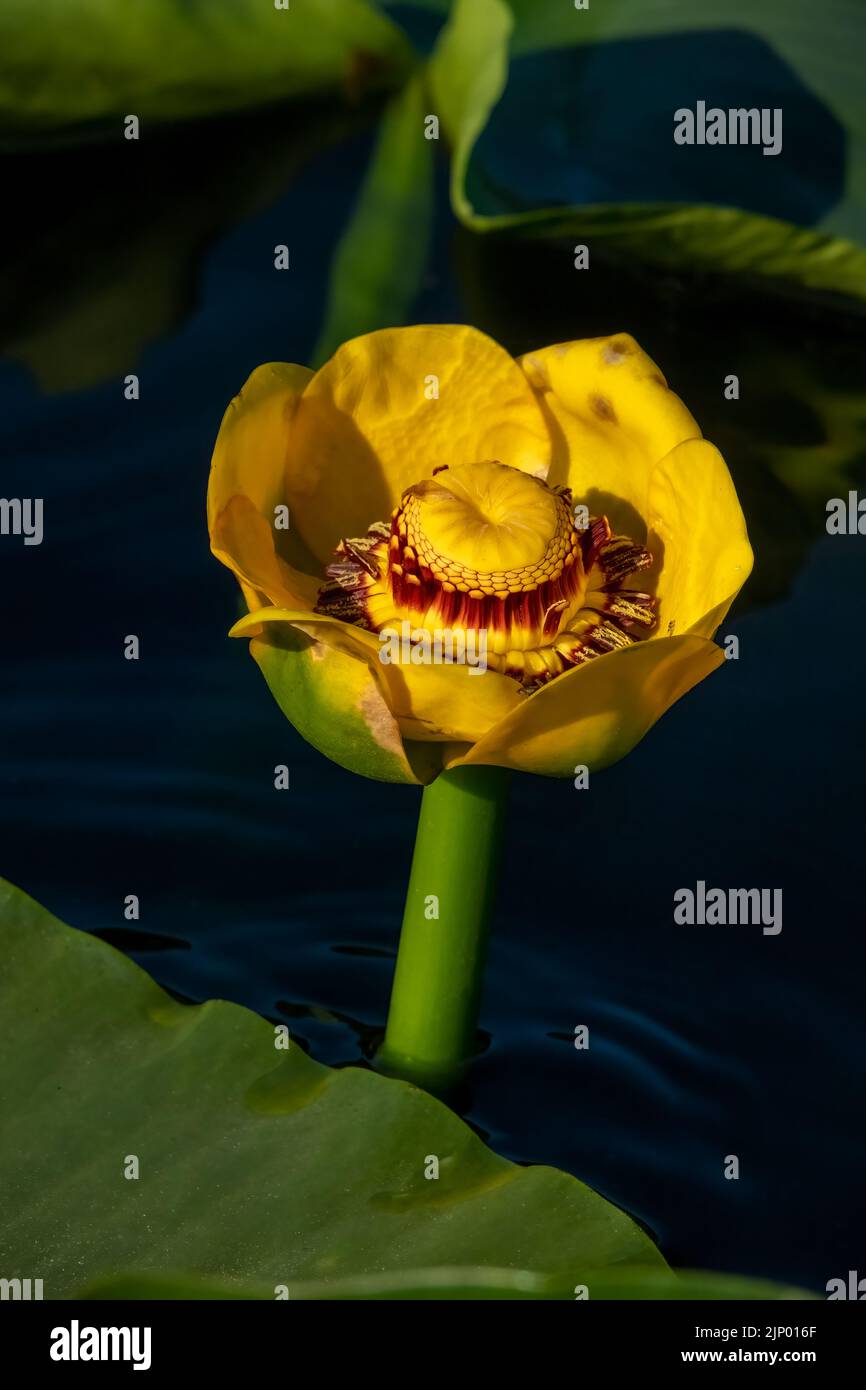 Issaquah, Washington, USA. Nahaufnahme einer großen gelben Teichlilie oder Wokas (Nuphar polysepala) Blume. Sie ist leicht an ihren großen Floati zu erkennen Stockfoto