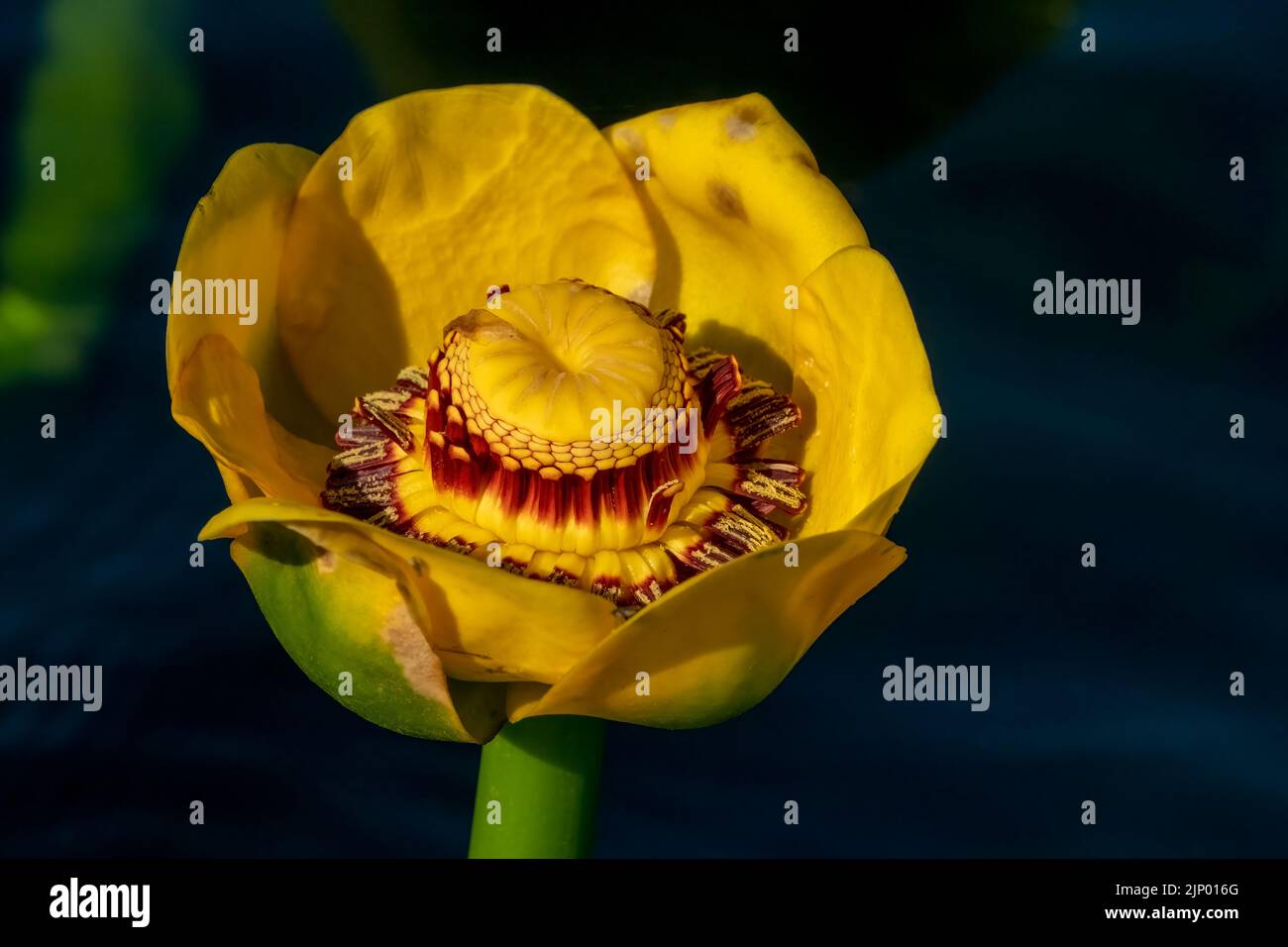Issaquah, Washington, USA. Nahaufnahme einer großen gelben Teichlilie oder Wokas (Nuphar polysepala) Blume. Sie ist leicht an ihren großen Floati zu erkennen Stockfoto