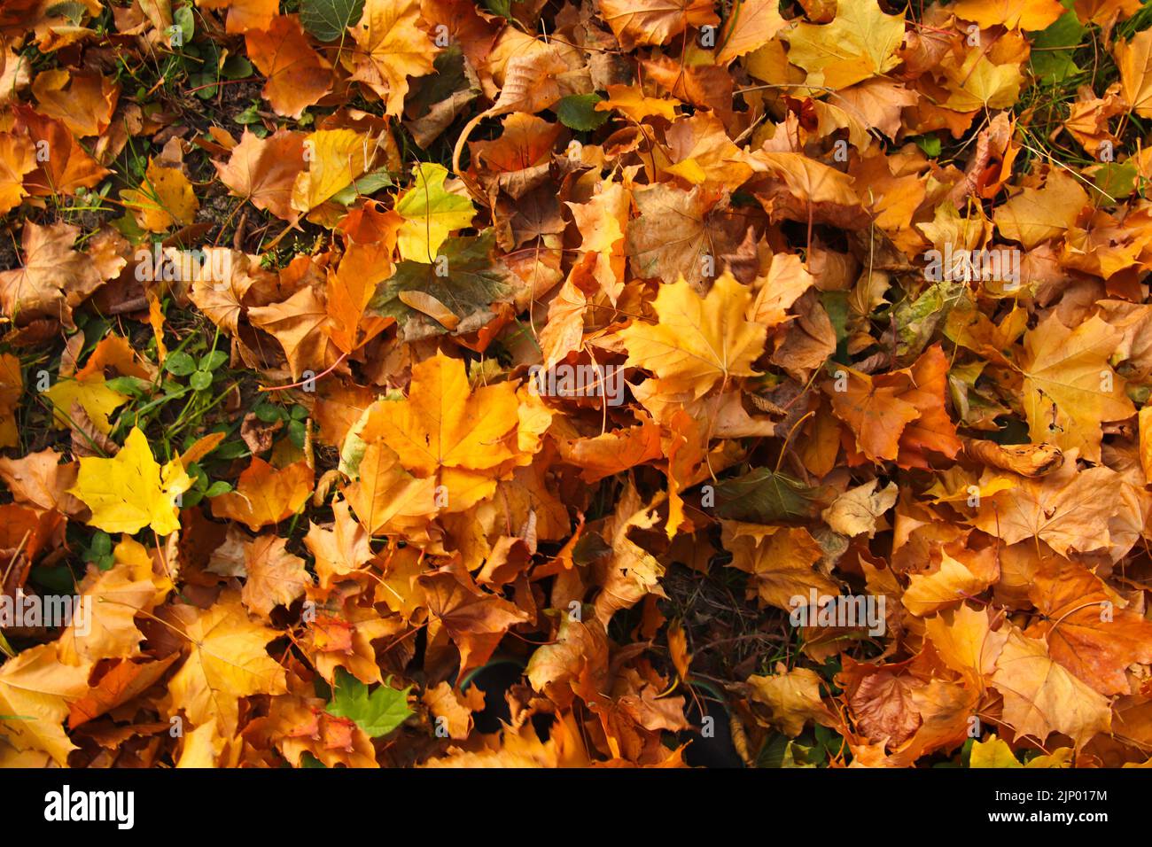 Unschärfe-Effekte im Herbst hinterlassen den Hintergrund. Weg durch den Herbstwald. Herbstlaub auf dem Boden. Herbsthintergrund. Speicherplatz kopieren. Herbstdesign. Aus Stockfoto