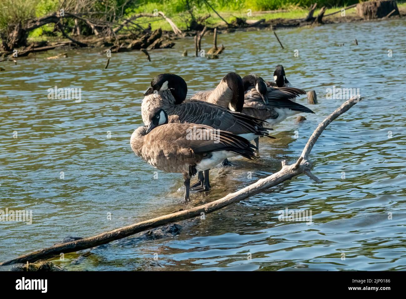 Issaquah, Washington, USA. Herde kanadischer Gänse, die auf einem untergetauchten Baumstamm in Lake Sammamish stehen, sich aufwärmen und/oder schlafen. Stockfoto Issaquah, Washington, USA. Herde kanadischer Gänse, die auf einem untergetauchten Baumstamm in Lake Sammamish stehen, sich aufwärmen und/oder schlafen. Stockfoto