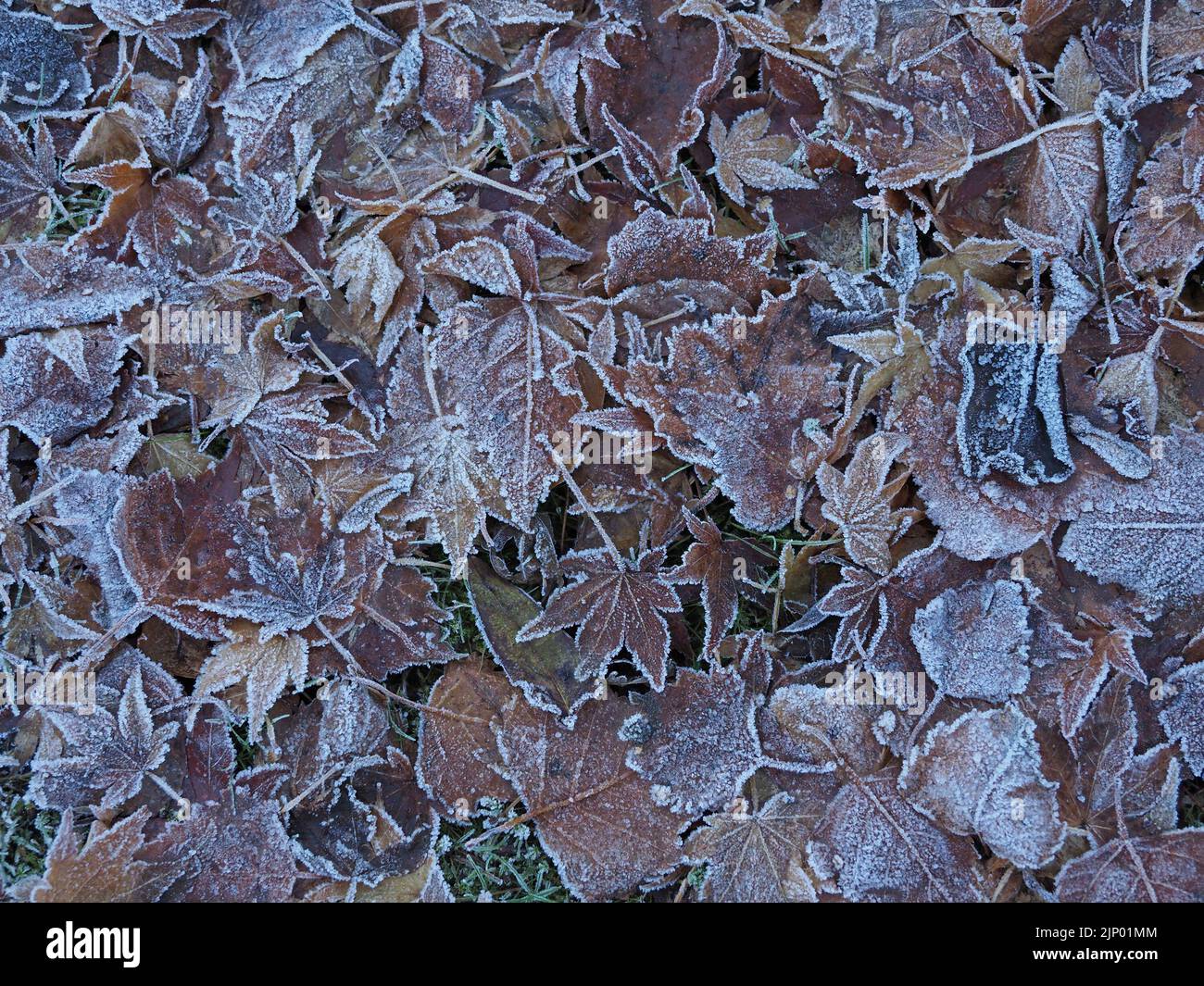 Teppich aus frostigen Laubblättern von japanischem Ahorn (Acer palmatum) und Silberbirke (Betula pendula) am frühen kalten Wintertag in Cumbria, England, Großbritannien Stockfoto