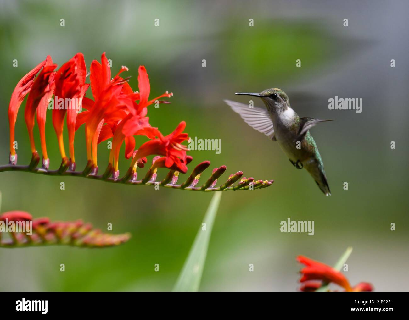 Ein unreifer männlicher Ruby-Kolibri, Archilochus colubris, schwebte in der Nähe einer leuchtend roten Crocosmia-Blume in einem Garten Stockfoto