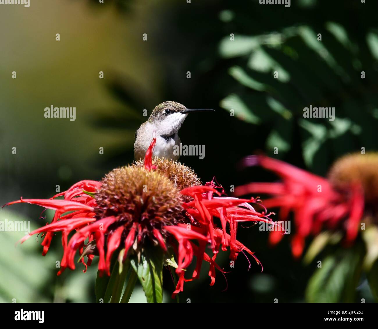 Ein unreifer Rüde, ein kehliger Kolibri, Archilochus colubris, thront auf leuchtend roten Blüten von monarda, Monarda und Monarda fistulosa Stockfoto