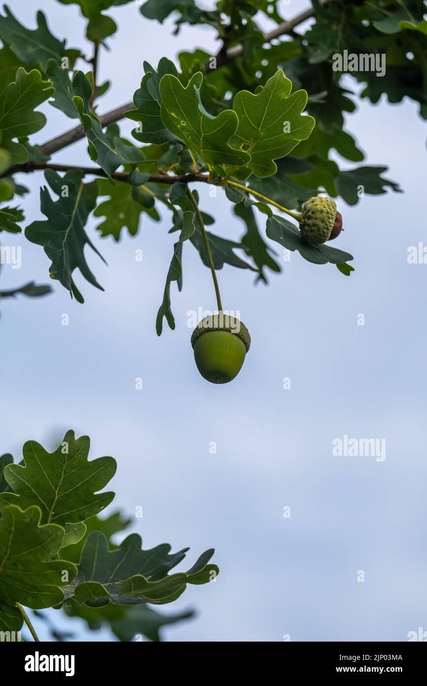 Äste und Blätter einer Eiche gegen einen blauen Himmel mit dem Fokus auf einer zentralen Eichel Stockfoto