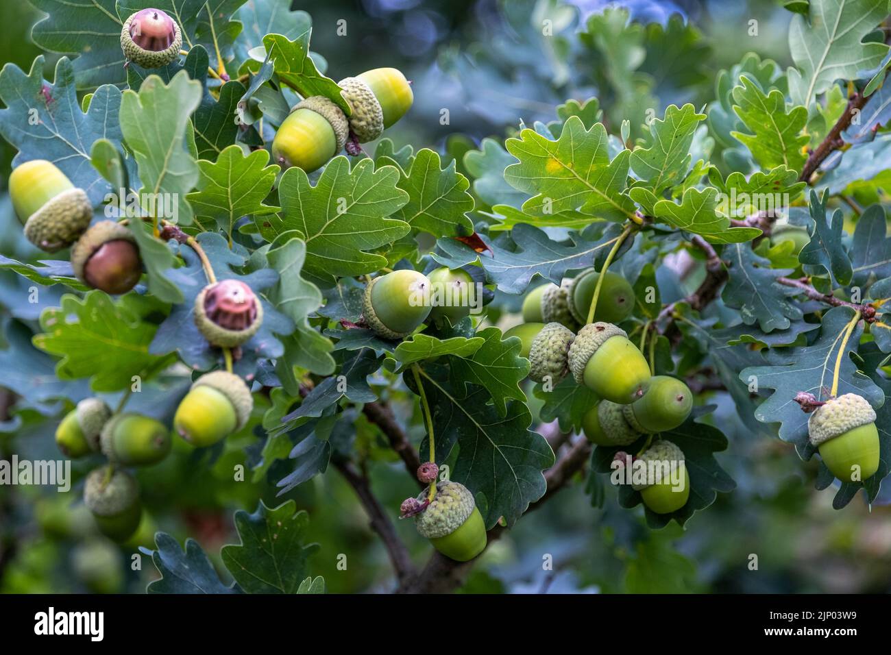 Nahaufnahme mehrerer grüner Eicheln auf einem Ast einer Eiche Stockfoto