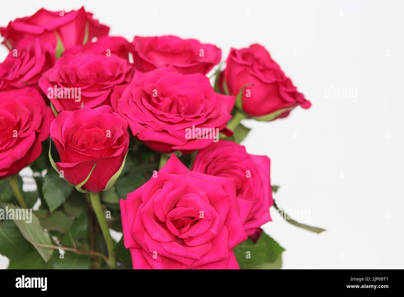Rote Rosen auf weißem Hintergrund Stockfoto