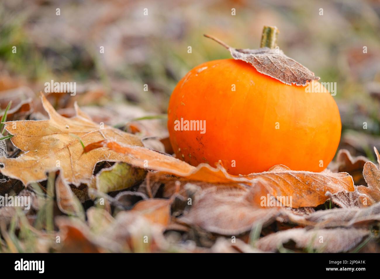 Herbst. Kürbis im Herbst Blätter im Raureif. .Erste Fröste.Weißer Frost auf braunen Blättern. Herbstwetter.schöne Naturtapete. Stockfoto