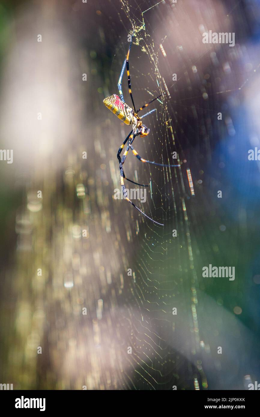 Eine große Joro-Spinne baut im Hinterhof einer Residenz in Georgien ein riesiges Spinnennetz. Stockfoto