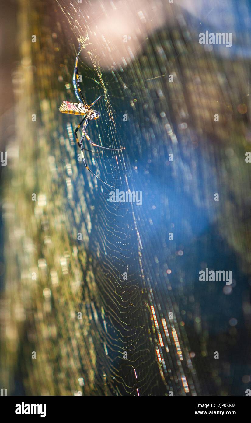Die große Joro-Spinne baut im Hinterhof der Residenz in Georgia ein riesiges Spinnennetz. Stockfoto
