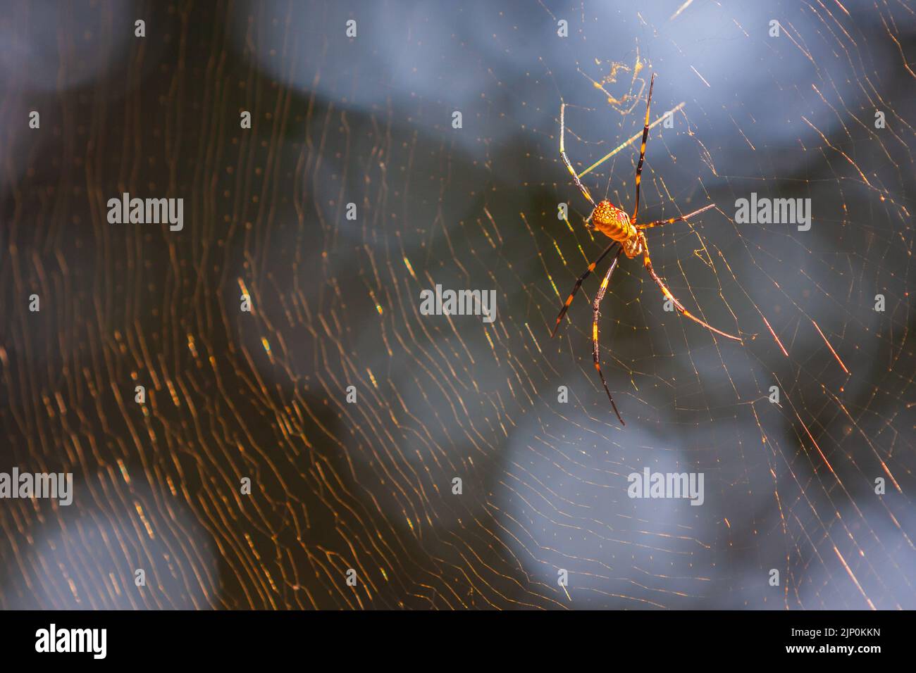 Die riesige gelbe Spinne ruht auf einem riesigen Netz, das sie im Hinterhof des Wohnsitzes gebaut hat. Stockfoto