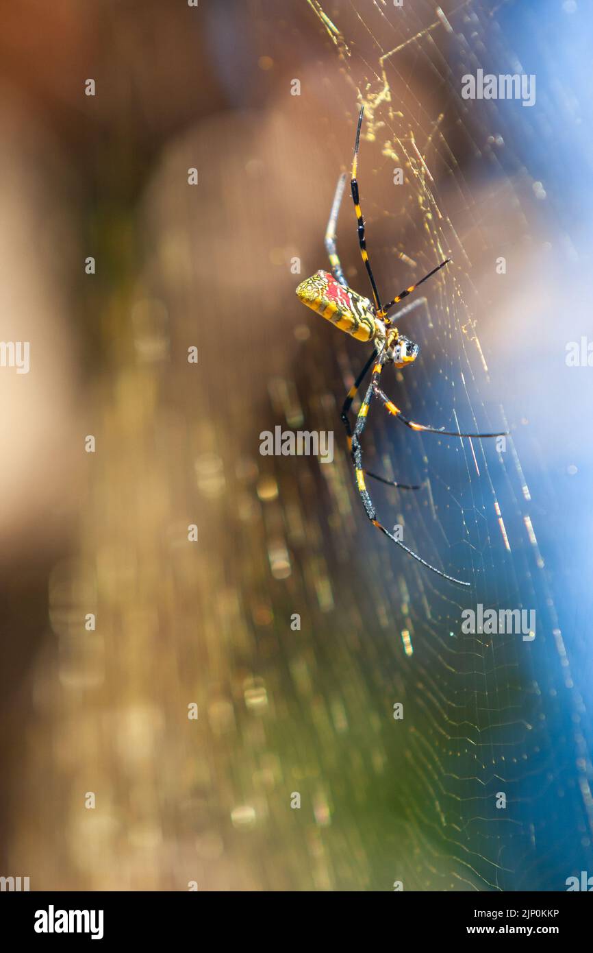 Die große Joro-Spinne baut im Hinterhof der Residenz in Georgia ein riesiges Spinnennetz. Stockfoto
