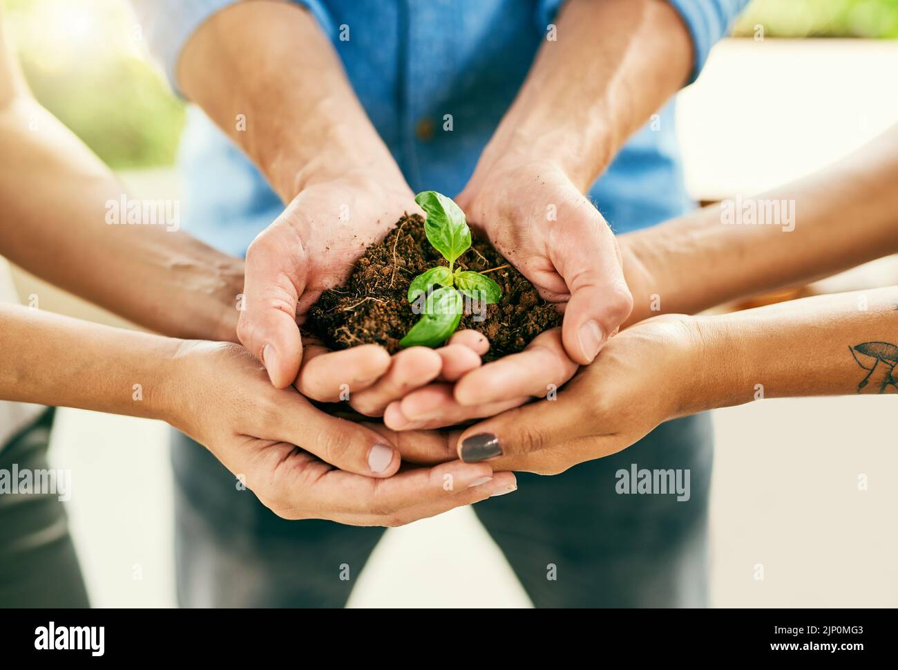 Wachstum erfordert das richtige Maß an Engagement und Sorgfalt. Nahaufnahme einer Gruppe von Menschen, die eine Pflanze aus dem Boden halten. Stockfoto