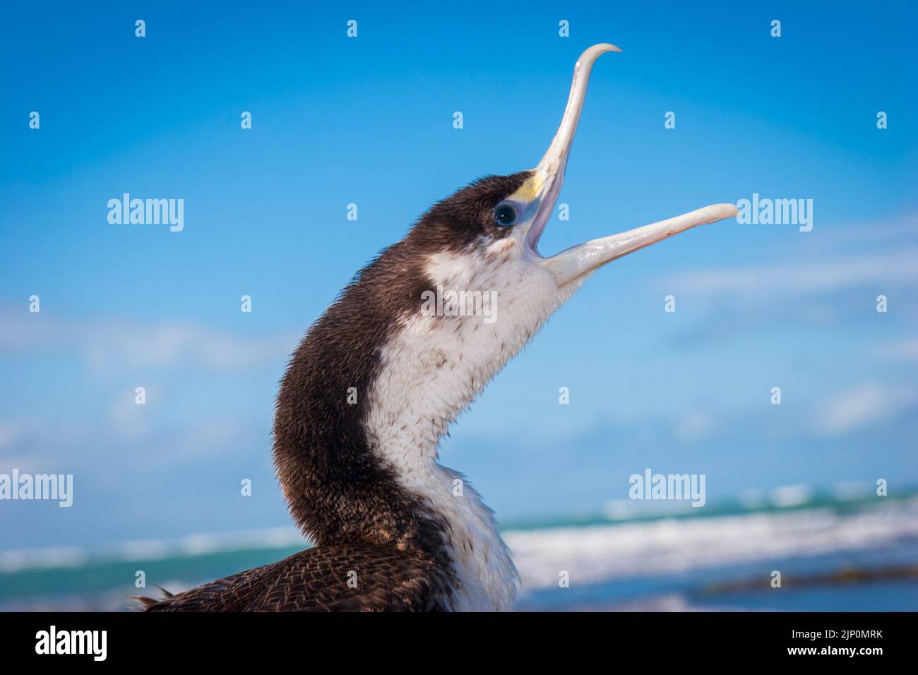 Ein Blick auf das Leben in Neuseeland. Pied Shag an der Küste (Phalacrocorax varius). Es sieht so aus, als würde es singen! Stockfoto