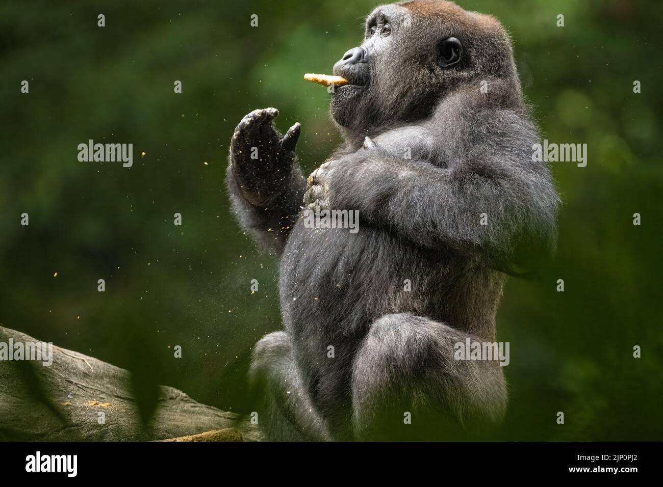 Westlicher Flachland-Gorilla schlägt sich im Zoo Atlanta in Atlanta, Georgia, mit Essen im Mund auf die Brust. (USA) Stockfoto