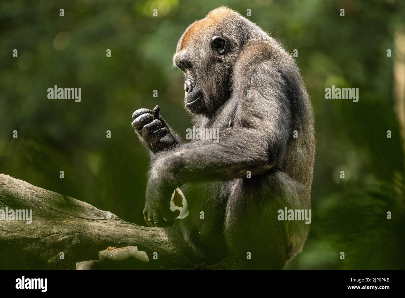 WESTERN-Flachland-Gorilla im Zoo Atlanta in Atlanta, Georgia. (USA) Stockfoto