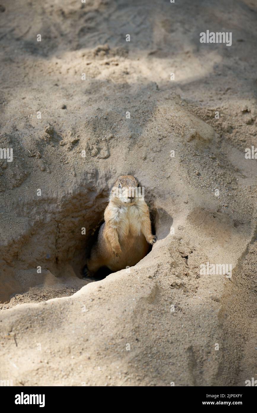 Der wachsame Präriehund Cynomys ludovicianus schaut aus seiner Höhle und hält Ausschau nach Feinden Stockfoto