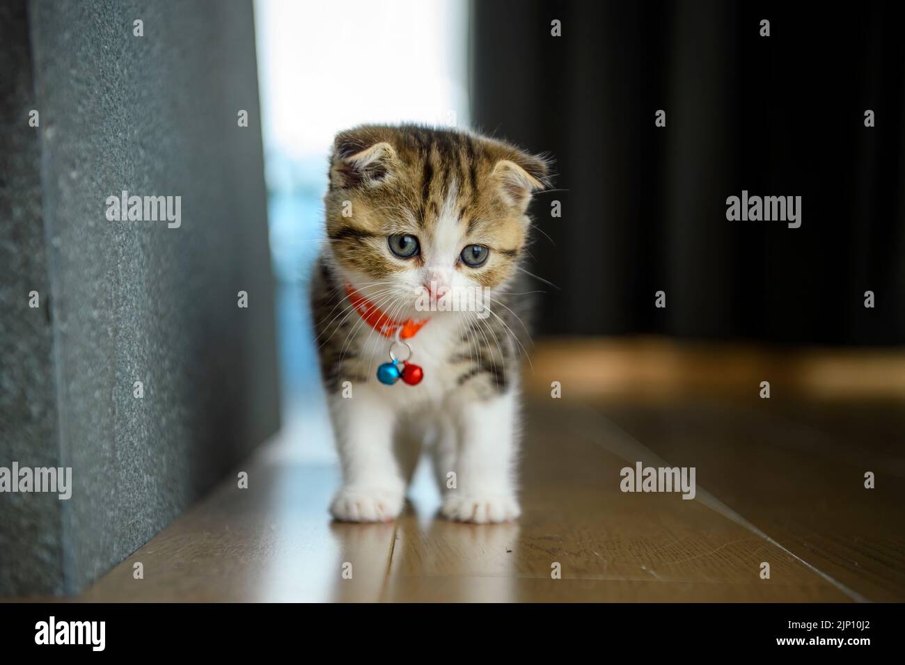 Ein gestreiftes Kätzchen läuft auf dem Holzboden im Haus. Eine kleine schottische Falkkatze mit einer schönen Glocke am Hals steht und schaut dow Stockfoto