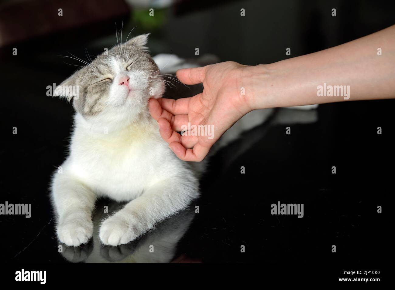 Scottish Fold weiß-graues Muster sitzt auf einem schwarzen Tisch, menschliche Hand streichelte die Katze den Hals. Die Besitzerin streichelte das Fell der Katze, die weibliche Katze i Stockfoto