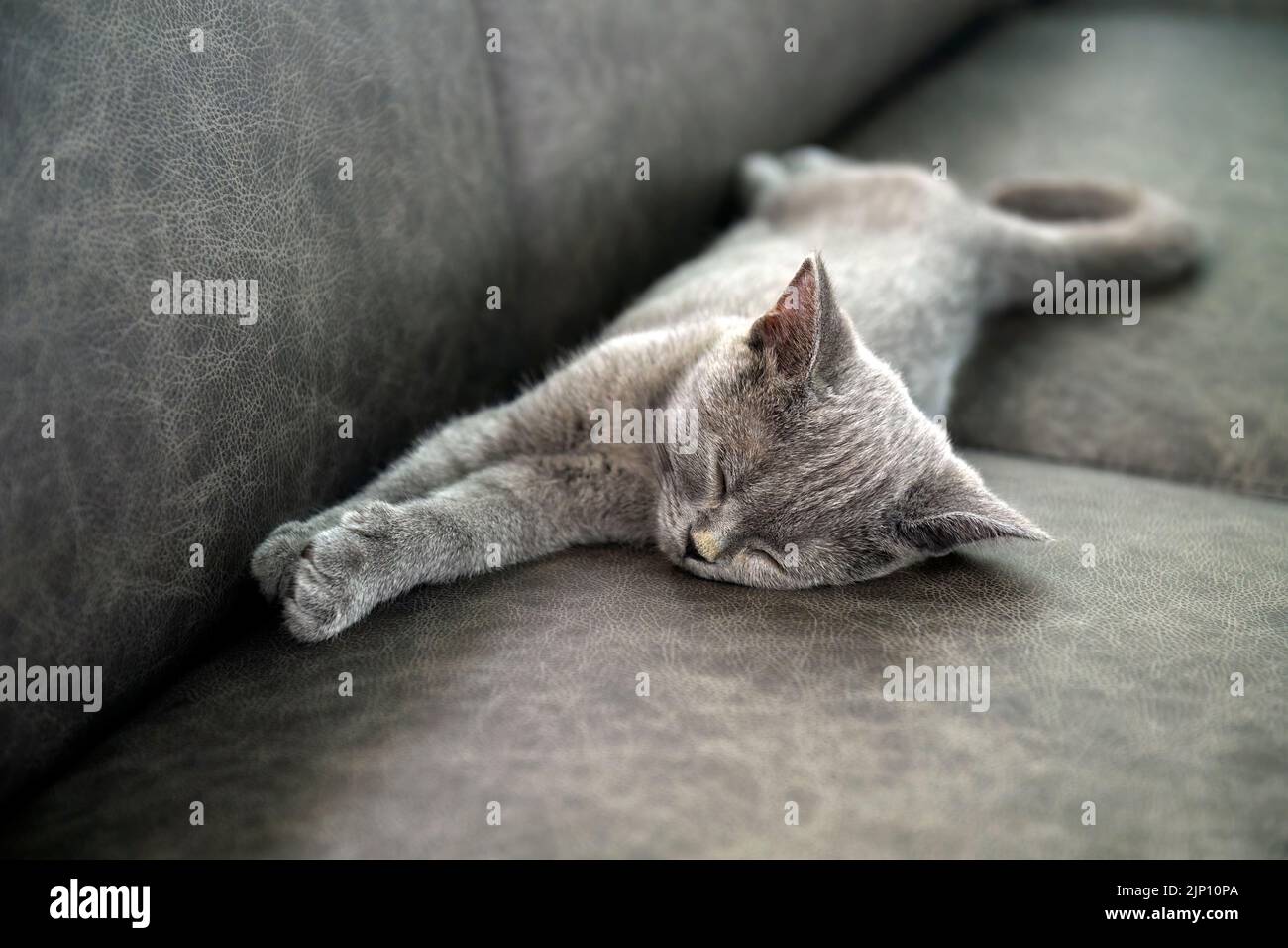 Das Kätzchen schläft gut. Vorderansicht, volles Smiley-Gesicht, entspannte Haltung, Britische Kurzhaar-Katze. Blaue Farbe bequem auf dem dunkelgrauen Sofa in Stockfoto