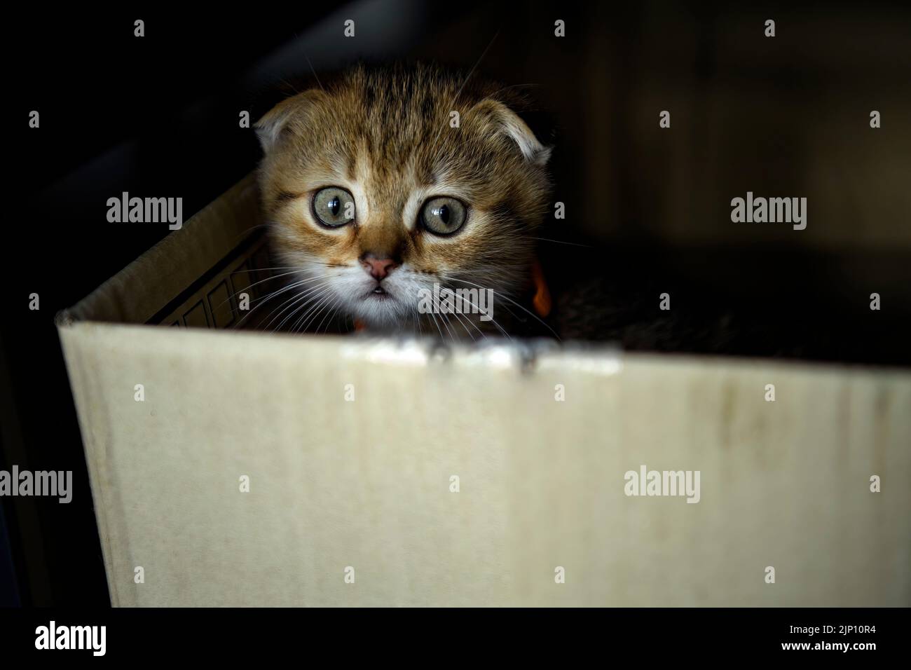 Gestreiftes schottisches Faltenkätzchen, das im Dunkeln frech und heimlich in der Kiste spielte und aussah, sah die kleine Katze, die sich in einer Pappschachtel versteckte, erbärmlich aus. Stockfoto