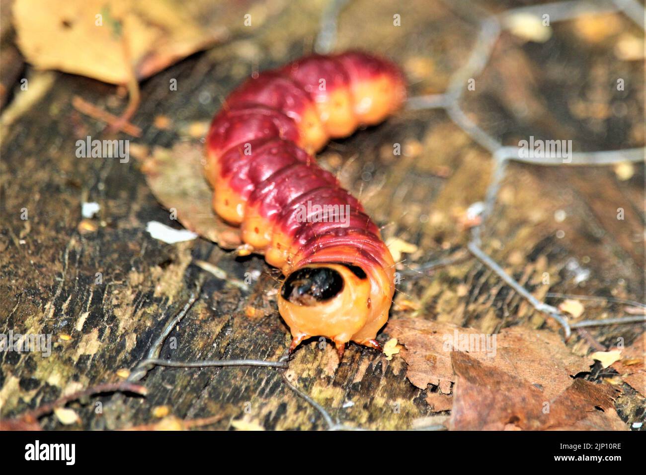 Die schöne Natur Lettlands. Stockfoto