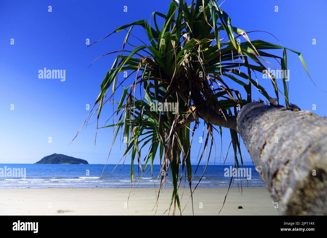 Pandanus-Palme mit Blick auf Snapper Island, Cape Kimberley, Daintree, nördlich von Cairns, Queensland, Australien Stockfoto