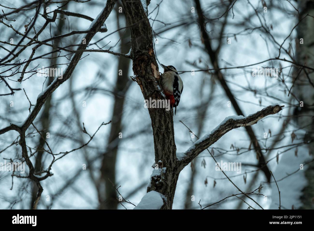 Ein Specht auf einem Baumstamm in einem Winterwald. Specht in seinem natürlichen Lebensraum. Stockfoto