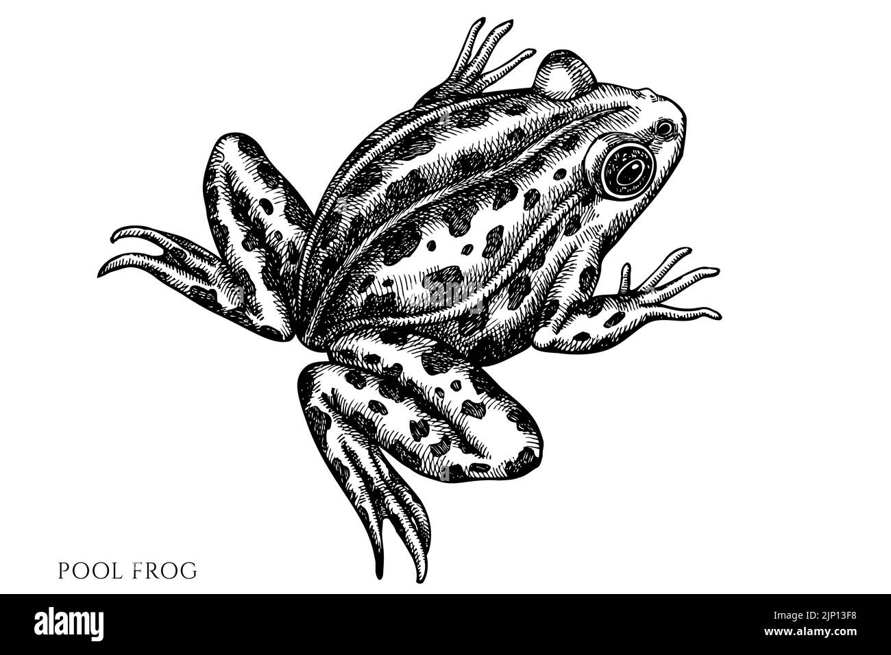 Geheimnisvolle Wald Vintage Vektor Illustrationen Kollektion. Schwarz-weißer Poolfrosch. Stock Vektor