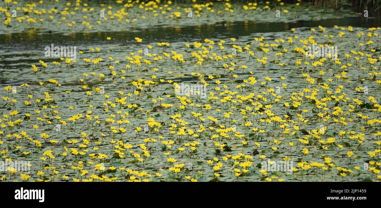 In diesem holländischen Kanal wachsen massenhaft gefranste Seerosen oder Nymphoides peltata Stockfoto