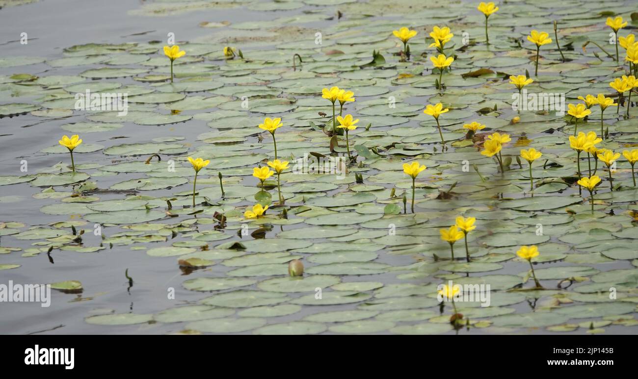 In diesem holländischen Kanal wachsen massenhaft gefranste Seerosen oder Nymphoides peltata Stockfoto