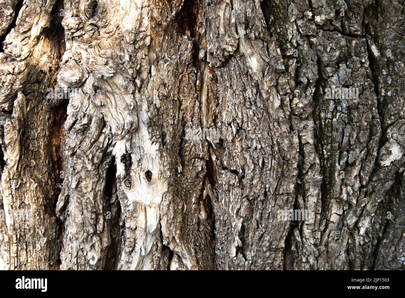 Baumrinde. Sehr geprägte braune Rinde. Holzstruktur Stockfoto