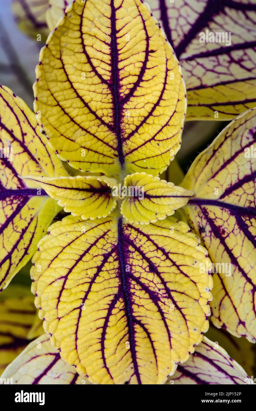 coleus, auch bekannt als Solenostemon, Nahaufnahme von Pflanzenblättern in geringer Tiefenschärfe, aufgenommen von oben. Selektiver Fokus Stockfoto