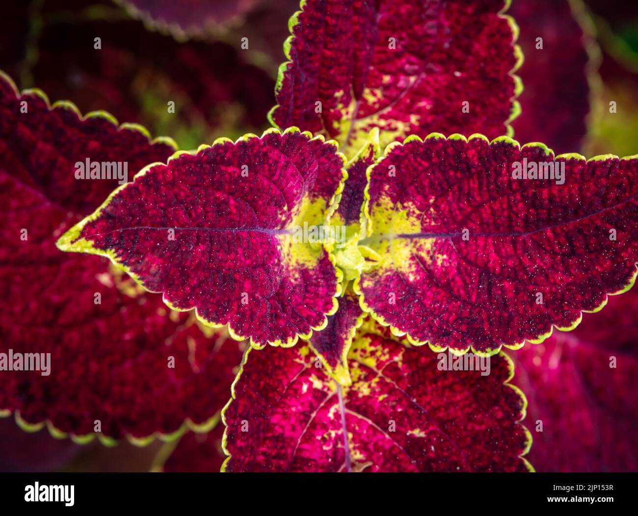 coleus, auch bekannt als Solenostemon, Nahaufnahme von Pflanzenblättern in geringer Tiefenschärfe, aufgenommen von oben. Selektiver Fokus Stockfoto
