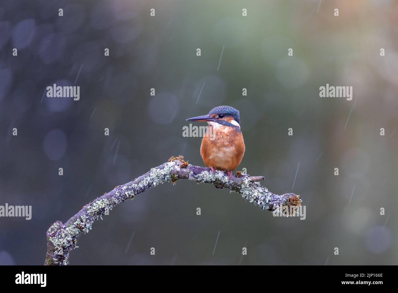 Eiskönigin [ Alcedo Atthis ] auf Flechten-bedeckten Ast mit Regen und Bokeh im Hintergrund Stockfoto