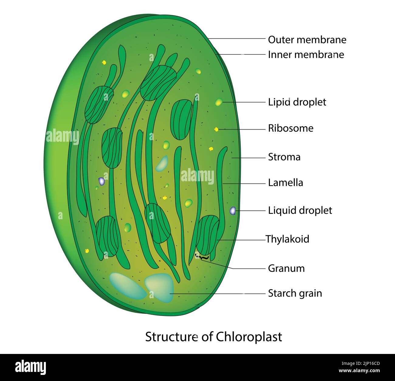 Chloroplast Anatomie Stock Vektor