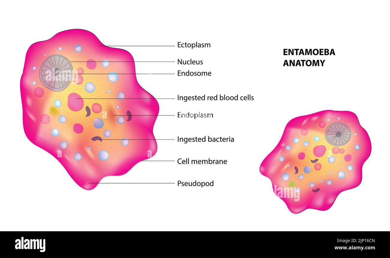 Anatomie Von Entamoeba Stock Vektor