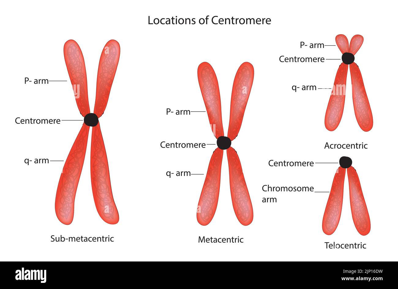 Chromosomenklassifizierung durch Vergleich von langem und kurzem Arm mit der Lage des Zentromers Stock Vektor Chromosomenklassifizierung durch Vergleich von langem und kurzem Arm mit der Lage des Zentromers Stock Vektor