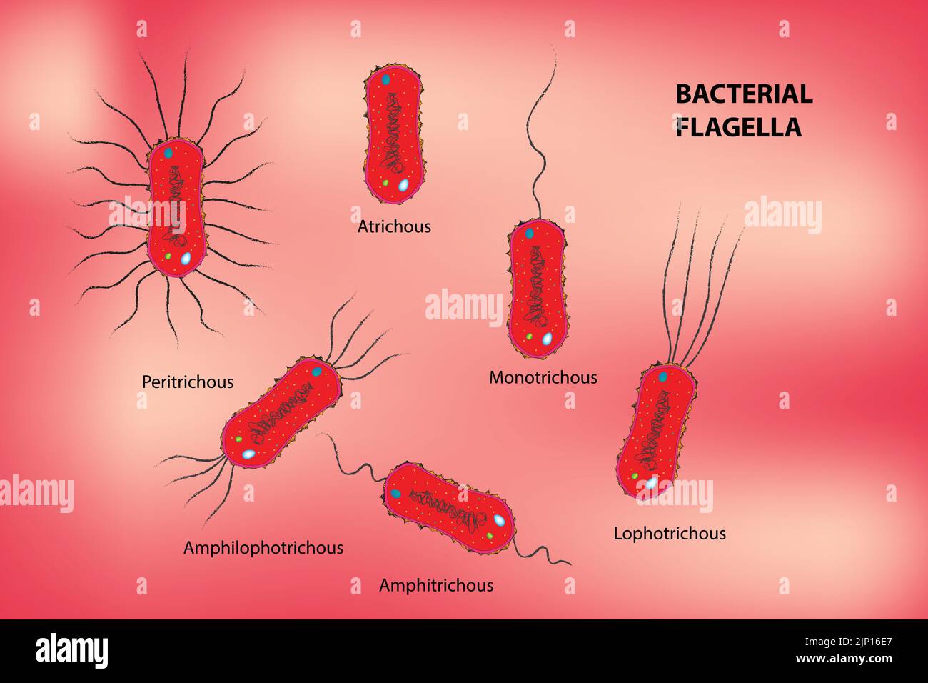 Klassifizierung von bakteriellen Flagellacken Stock Vektor