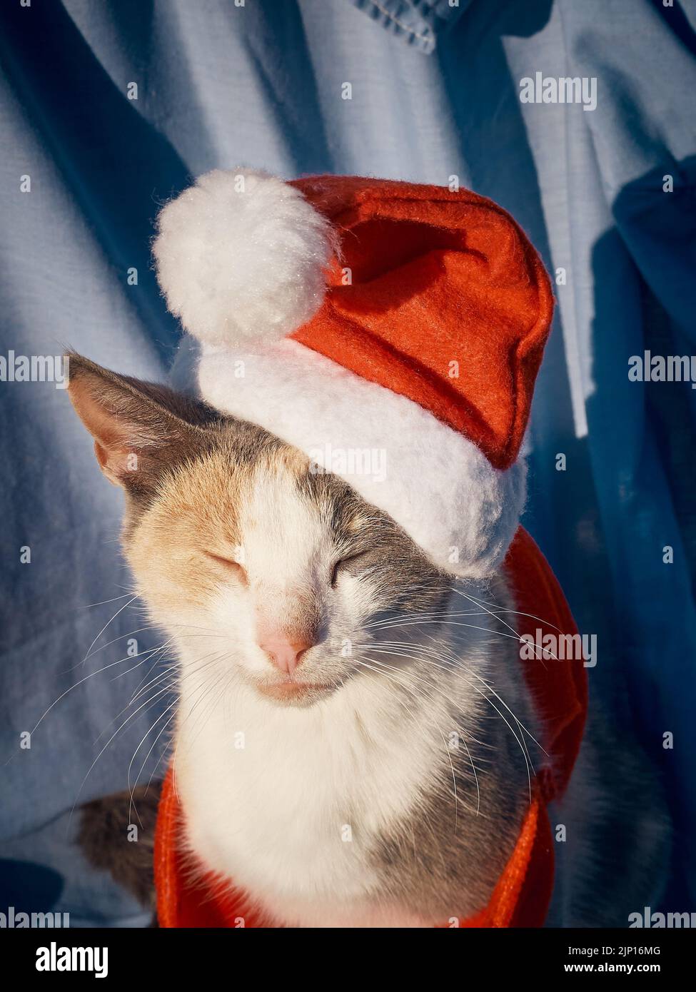 Ruhende Katze trägt einen Weihnachtsmann Weihnachtsmütze Stockfoto