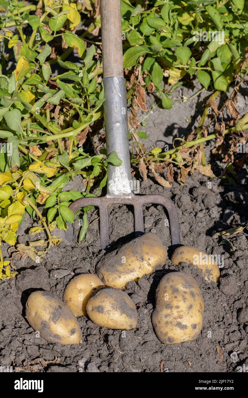 Frisch angebaute Kartoffeln mit einer Gabel geerntet. Stockfoto