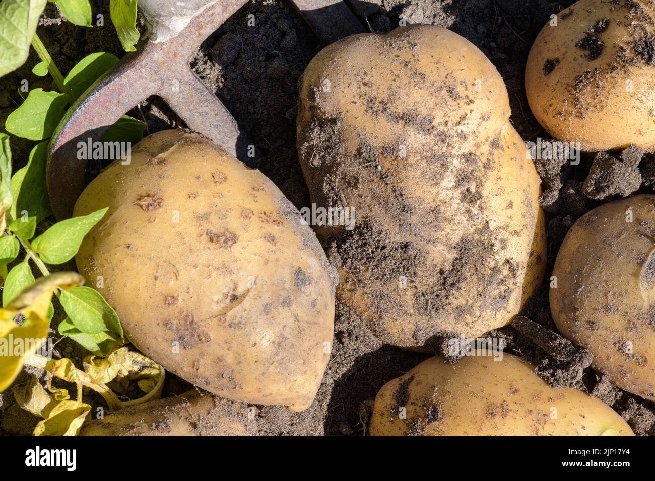 Die Ernte von frischen hausgemachten Kartoffeln mit einer Pitchfork. Stockfoto
