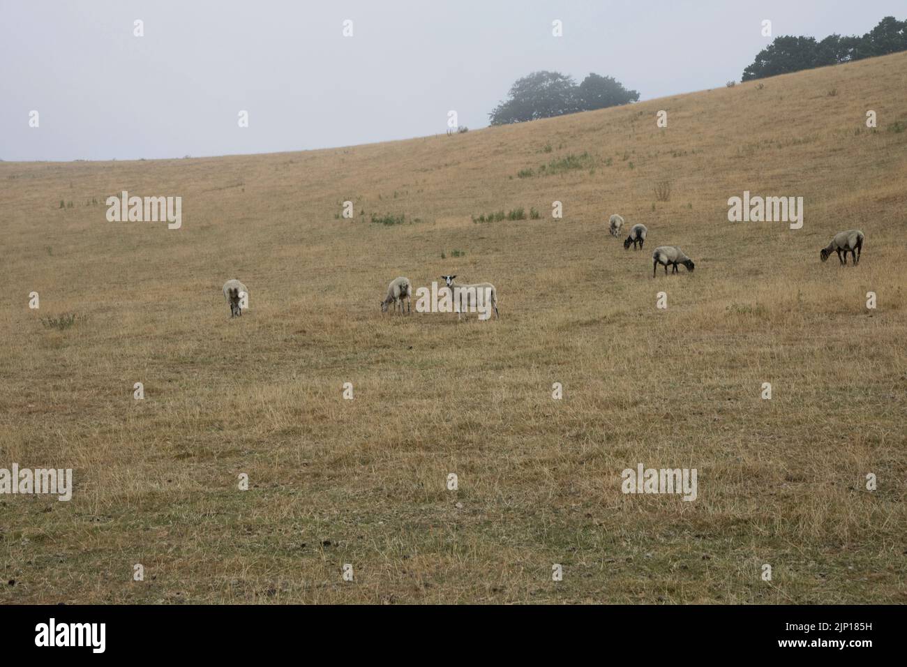 Schafe weiden auf ausgetrocktem Grasland mit gelbem Gras auf dem Höhepunkt der langen heißen Zauber mit Rekordtemperaturen August 2022 an den Hängen des Meon Hill Cotswolds U Stockfoto