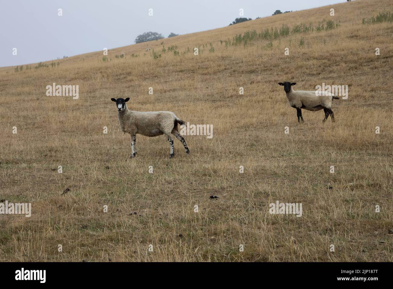 Schafe weiden auf ausgetrocktem Grasland mit gelbem Gras auf dem Höhepunkt der langen heißen Zauber mit Rekordtemperaturen August 2022 an den Hängen des Meon Hill Cotswolds U Stockfoto
