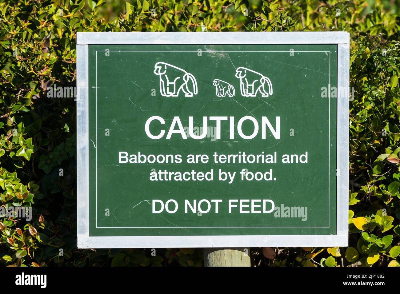 Vorsicht Füttern Sie keine Paviane oder Wildtiere Beschilderung, Schild für Besucher und touristische Informationen platziert, um die Öffentlichkeit zu erziehen, Bewusstsein für die Natur Stockfoto