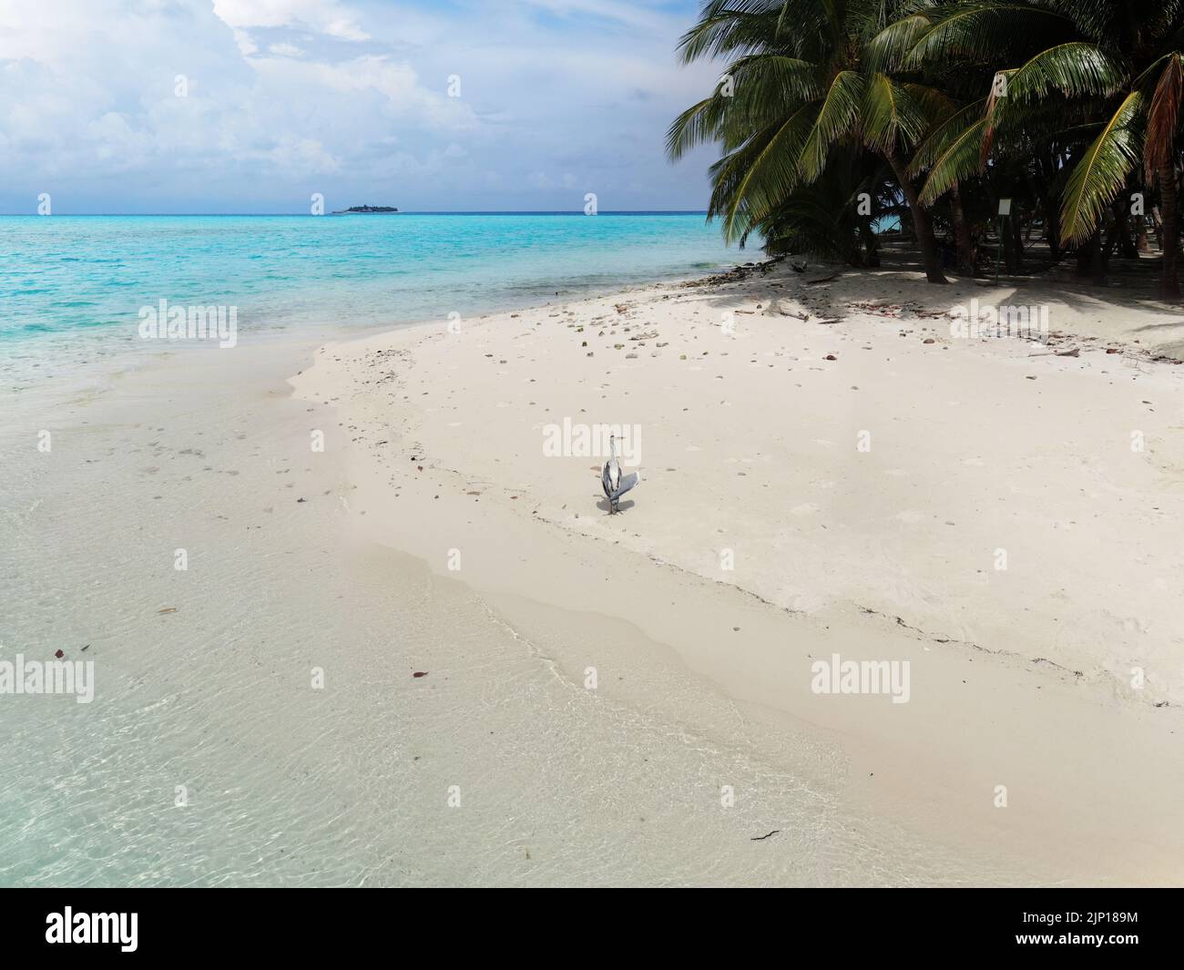 Blue Maldive Islands Seeseage mit Geen Laub und Vogel Stockfoto